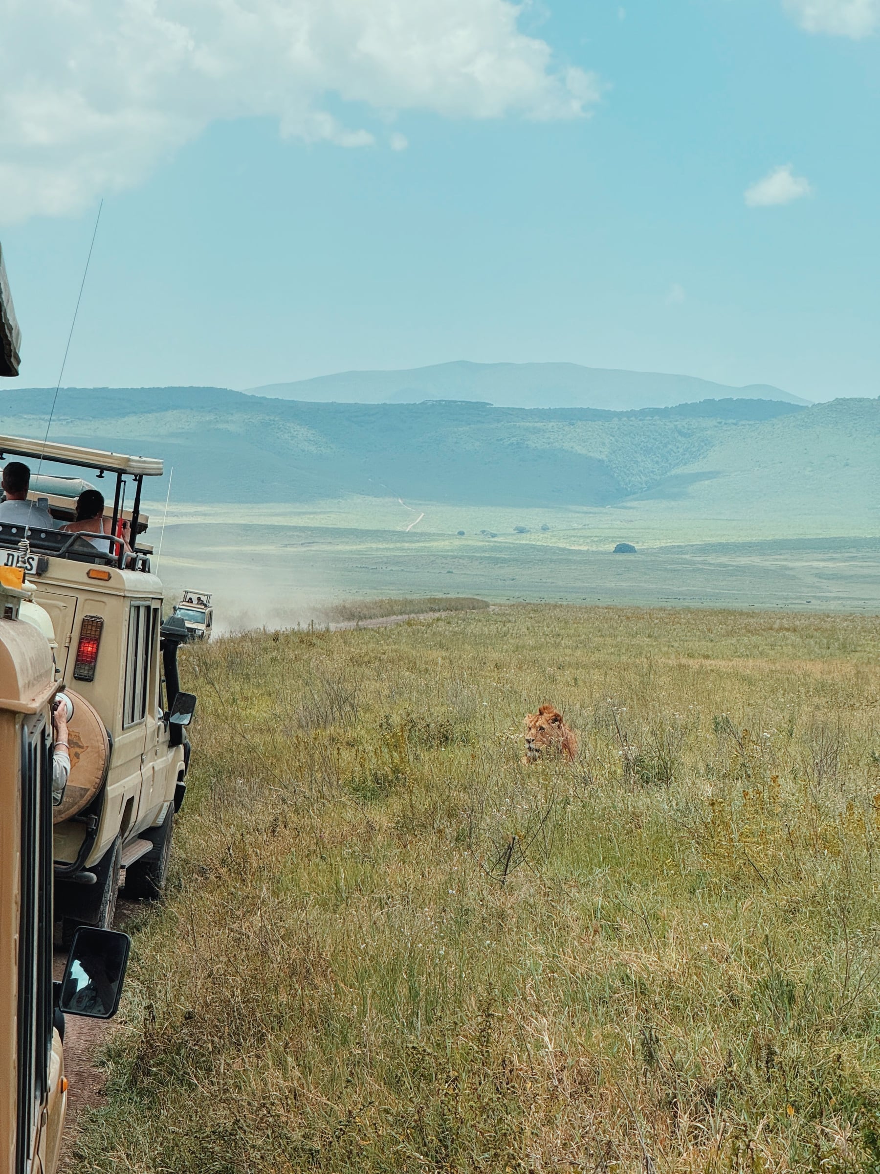 Guests in an open safari vehicle watching a lion in the long grass