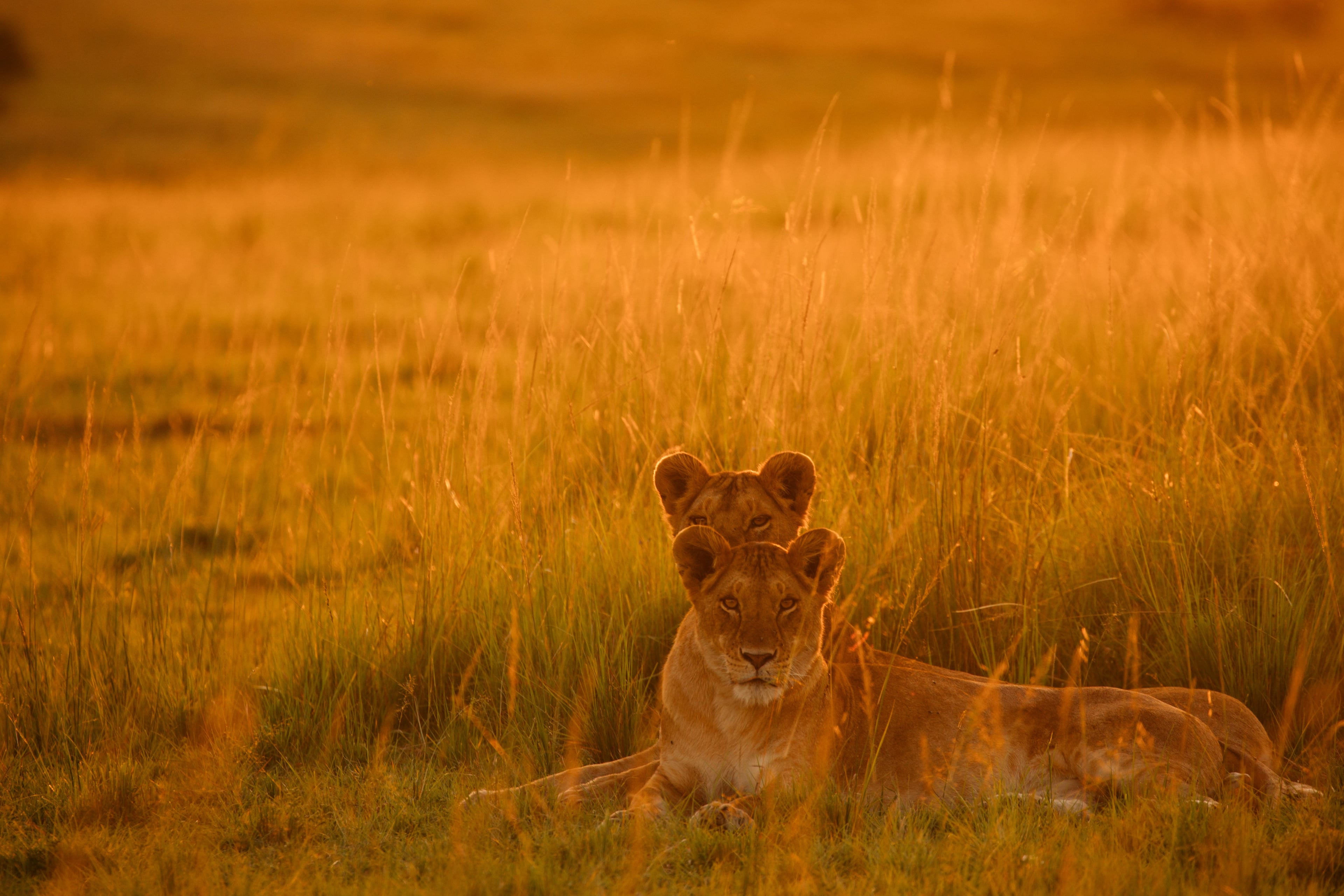 A female lion resting with it's cub on savannah grass